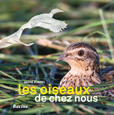 OISEAUX DE CHEZ NOUS