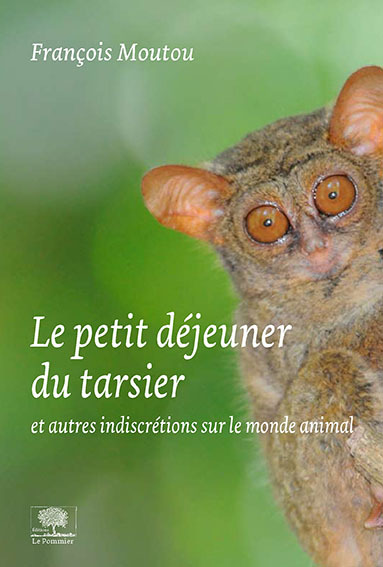 PETIT DEJEUNER DU TARSIER