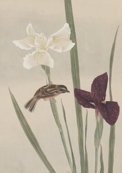 CARNET - FLEURS ET OISEAUX