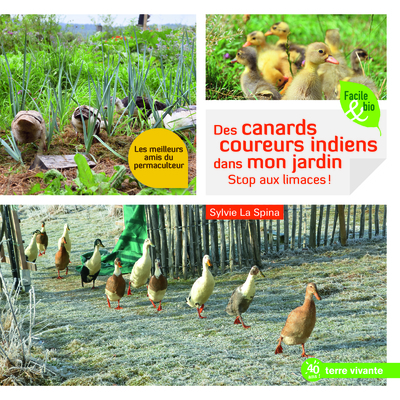 DES CANARDS COUREURS INDIENS DANS MON JARDIN