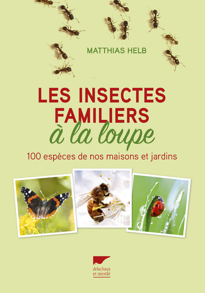 INSECTES FAMILIERS A LA LOUPE