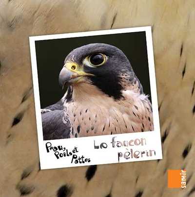 FAUCON PELERIN