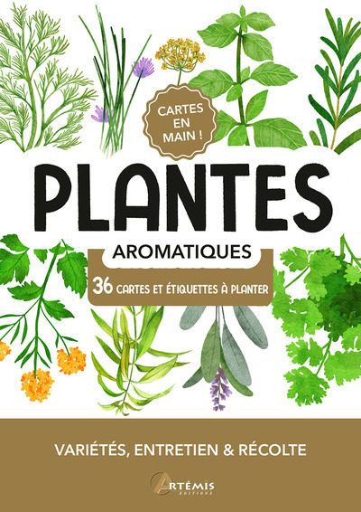 PLANTES AROMATIQUES - VARIETES, ENTRETIEN ET RECOLTE