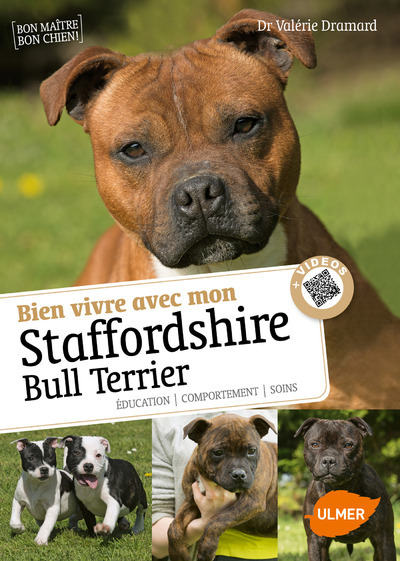 BIEN VIVRE AVEC MON STAFFORDSHIRE BULL TERRIER + VIDEOS