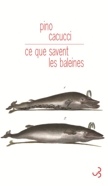 CE QUE SAVENT LES BALEINES