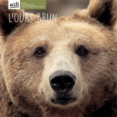 L´OURS BRUN