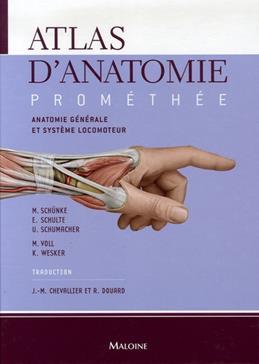 PROMETHEE T1 ANATOMIE