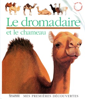 PRDE234-DROMADAIRE ET CHAMEAU